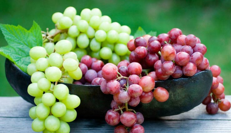 پیش بینی برداشت بیش از ۲۰۰ هزار تن انگور از تاکستان‌های ملایر
