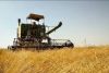 پیش بینی برداشت ۱۲۰ هزارتن غلات در شهرستان همدان