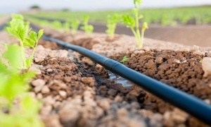 دانستنی های کشاورزی:  آشنایی با مزایا و معایب سیستم آبیاری قطره ایی