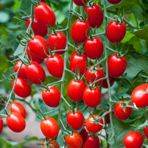 دانستنی های کشاورزی: علائم کمبود مواد معدنی در گوجه فرنگی