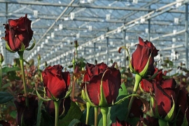 صادرات بیشتر شاخه گل‌های رز همدان به خارج از کشور