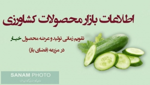 اینفوگراف تقویم زمانی تولید و عرضه محصول خیـار در مزرعه (فضای باز)